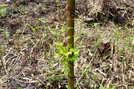 細い支柱としての竹に支えられながらカスミザクラの若い苗が植えられている様子の写真