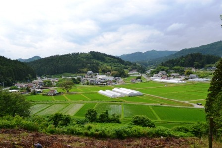 田園風景が広がる山あいの集落で、緑色の水田が整然と並び、中央に白いビニールハウスが複数見え、周囲に住宅や山林が点在している風景の写真