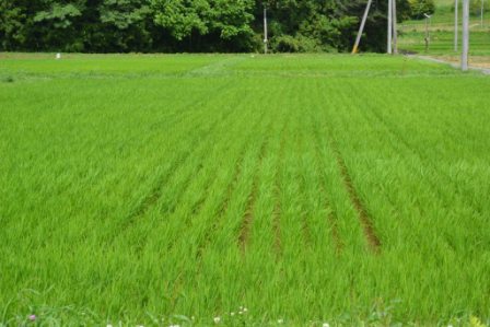 木々に囲まれ場所にある、整然と並んだ若い稲が青々と育っている緑豊かな田んぼの写真