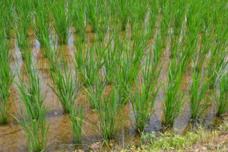 若い緑の稲が整然と並び垂直に伸びて育っている、水がはられた田んぼの写真