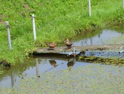 草に囲まれ、藻がはられた池の上に設置された縦長の木製の小さな板の上に立つ2羽の鴨の写真