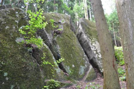 周囲には木々が立ち並ぶ森林の中に、周囲には小さな植物や緑が生い茂っている、苔に覆われ垂直に割れ目が入った大きな岩が点在する、自然の豊かさを感じさせる森の岩場の写真