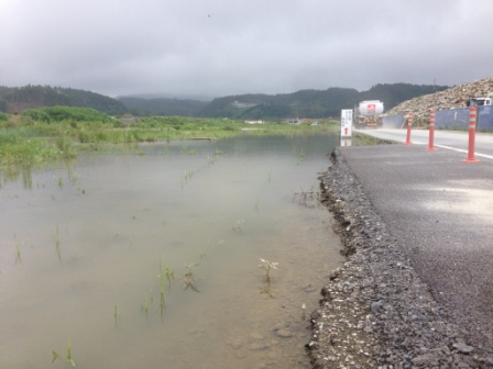 舗装された道路のすぐ横が大きく冠水しており、草が水面から顔を出している写真