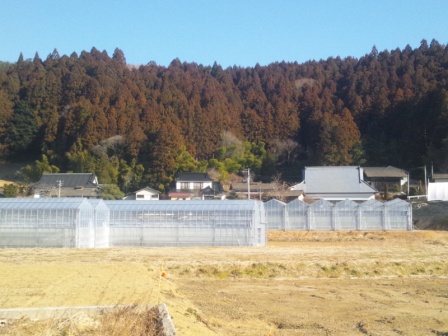 田んぼの一角にいくつもの透明なビニールハウスが建ち並び、後ろには民家と山林が見える農村地域の写真