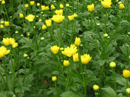 緑の葉に囲まれてたくさんのつぼみと黄色い小さな花が咲いている花の一群を写した写真