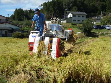 男性が田んぼの中でコンバインに乗り、黄金色に実った稲を刈り取っている収穫作業中の様子を写した写真