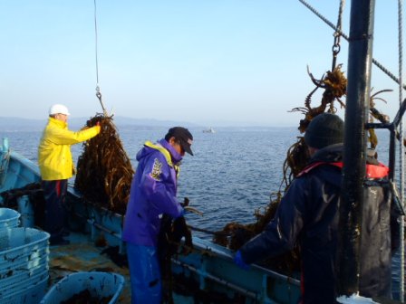 漁師たちが海上の船の上で昆布を引き上げながら、協力して作業を行っている様子の写真