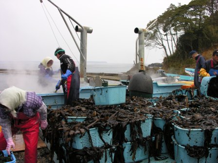 浜辺の加工場で、大きな青いカゴに山積みにされたワカメを、蒸気が立ちのぼる釜で湯通ししながら処理している様子の写真