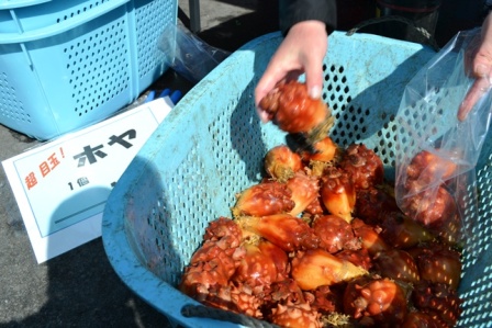 プラスチックのカゴにたっぷり入った新鮮なホヤを一つひとつ袋詰めしている様子の写真