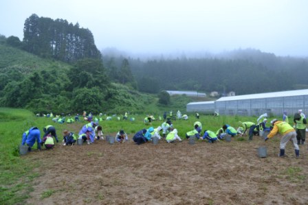 農地で多くのボランティアが地面にしゃがみ込み、並んで石拾いの作業をしている様子を写した写真