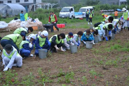整地作業中の畑で、ボランティアたちが一列になって石を拾ってバケツに入れている様子の写真
