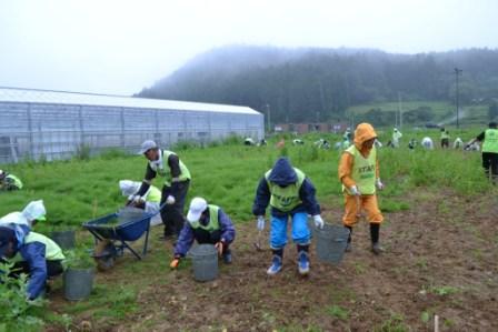 広い畑で緑のビブスや雨具を着たボランティアたちがバケツを使って地面の草を取ったり、手分けして作業をしてる様子の写真