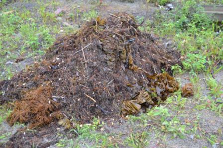 草地の上に茶色い海藻や枯れ草が山積みにされた、浜辺から回収された海藻の集積の写真
