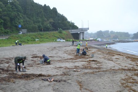 曇り空の下、参加者の方々が砂浜にまばらに散らばって流木やごみ、海藻をかき集め、バケツや袋に詰めながら清掃している様子の写真