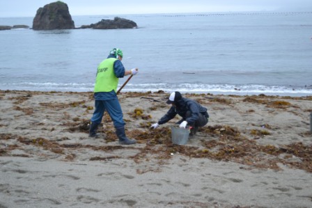 スコップや熊手を手に、二人の男性が海藻などのごみをかき集めてバケツに入れている様子の写真