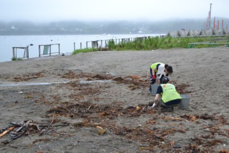 二人の女性が、バケツを使って砂浜に散らばった海藻や流木を丁寧に拾い集めている清掃の写真