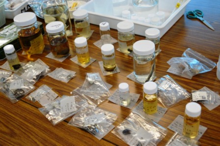 木の机の上にアルコール漬け標本が入ったガラス瓶と、乾燥標本が入った小袋が分類されてずらりと並べられている標本整理中の写真