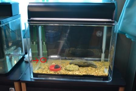 室内に置かれた水槽の中に岩やろ過装置が設置され、左奥の陰に小さくクチバシカジカが隠れている飼育水槽全体の写真