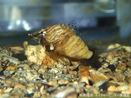 小石が敷き詰められた水槽の底に体を寄せてじっとしている、しま模様のあるクチバシカジカが写っている飼育中の魚の写真