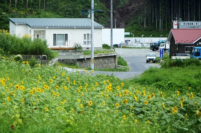 道路沿いの斜面に、無数のひまわりが一面に咲いているヒマワリプロジェクトによるひまわり畑の写真