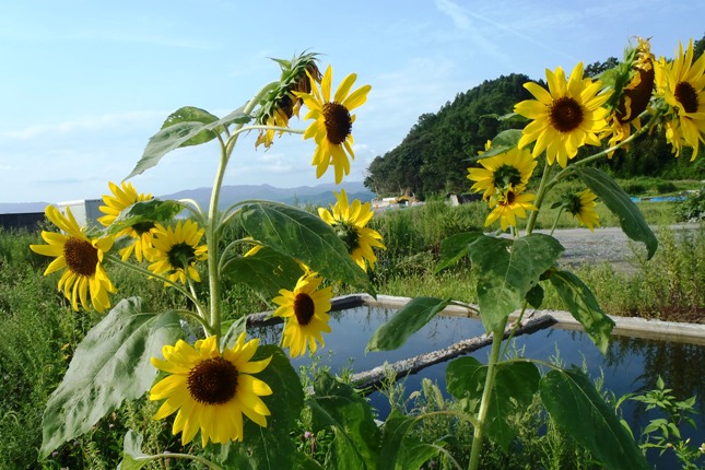 自然豊かな山々をバックに複数のひまわりがきれいに咲いている様子を写した写真