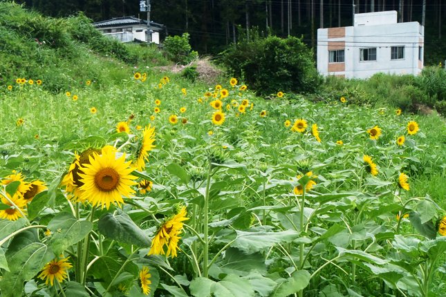 緑の草地一面にたくさんひまわりの花が咲いているひまわり畑の写真