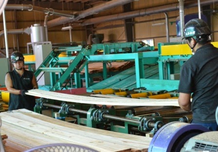 作業員2人が製材された木の板をベルトコンベアから手で持ち上げて整理している様子の写真