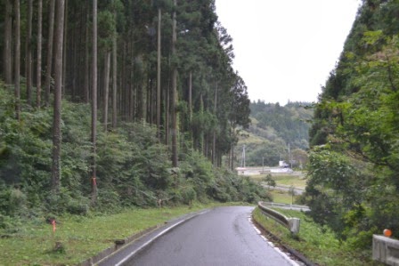 緑豊かな森林に囲まれた静かな山道が中央に伸びており、道の両側には木々が密集して立ち並び、自然の中を通る道の写真