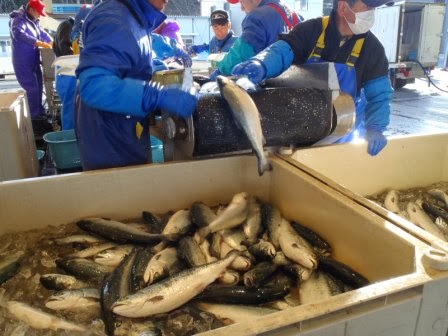 複数の作業員が防寒着とマスクを着け、コンベアを流れてきた鮭を、大量の鮭が入った2つの大型コンテナに入れている写真