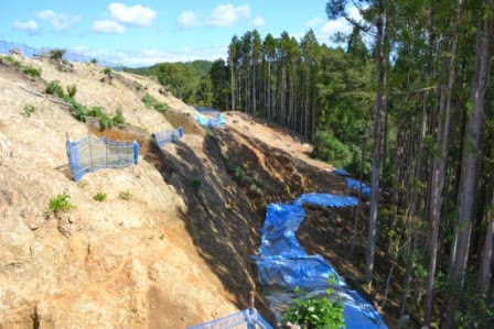 山の急な斜面に青いビニールシートが点在し、右側には伐採されていない針葉樹林が広がっている写真