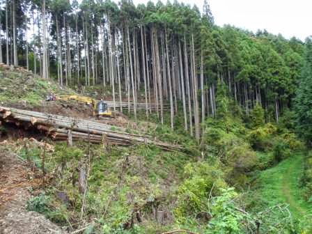 山の斜面で背の高い杉の木を重機で伐採しており、すでに切り倒された丸太が斜面に積み上げられている写真