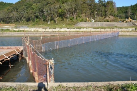 川の中に斜めの金網とネット状の仕切りが設置されており、遡上してくる鮭を誘導し捕獲するための構造が見える、鮭捕獲施設の写真