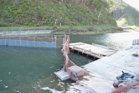 コンクリート護岸の脇から木製の足場と網の柵が川の中へ延びている鮭捕獲施設を写した写真