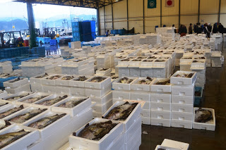 白い発泡スチロールの箱に新鮮な魚がぎっしり詰められ、整然と並べられていて、初セリのために準備された大量の魚が並ぶ市場内部の写真