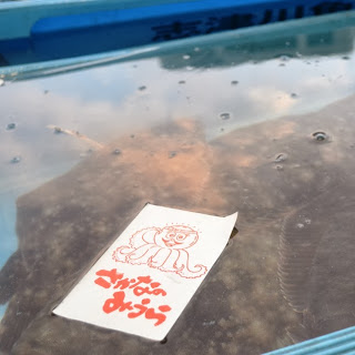 青い水槽の中にヒラメが入れられていて、水面にはタコのイラストと「さかなのまちみうら」と書かれたセリ札が浮かんでいる魚の出品物の写真