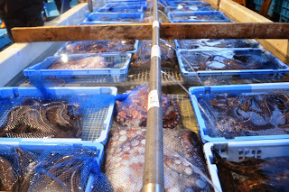 水が入った青いコンテナにタコや魚などの海産物が種類ごとに分けられ、青い網で覆われた状態で並べられている魚の陳列の写真