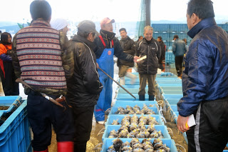 複数の男性が青いコンテナに入った黒い魚を囲み、担当者が魚を指しながら説明している初セリの様子を写した写真