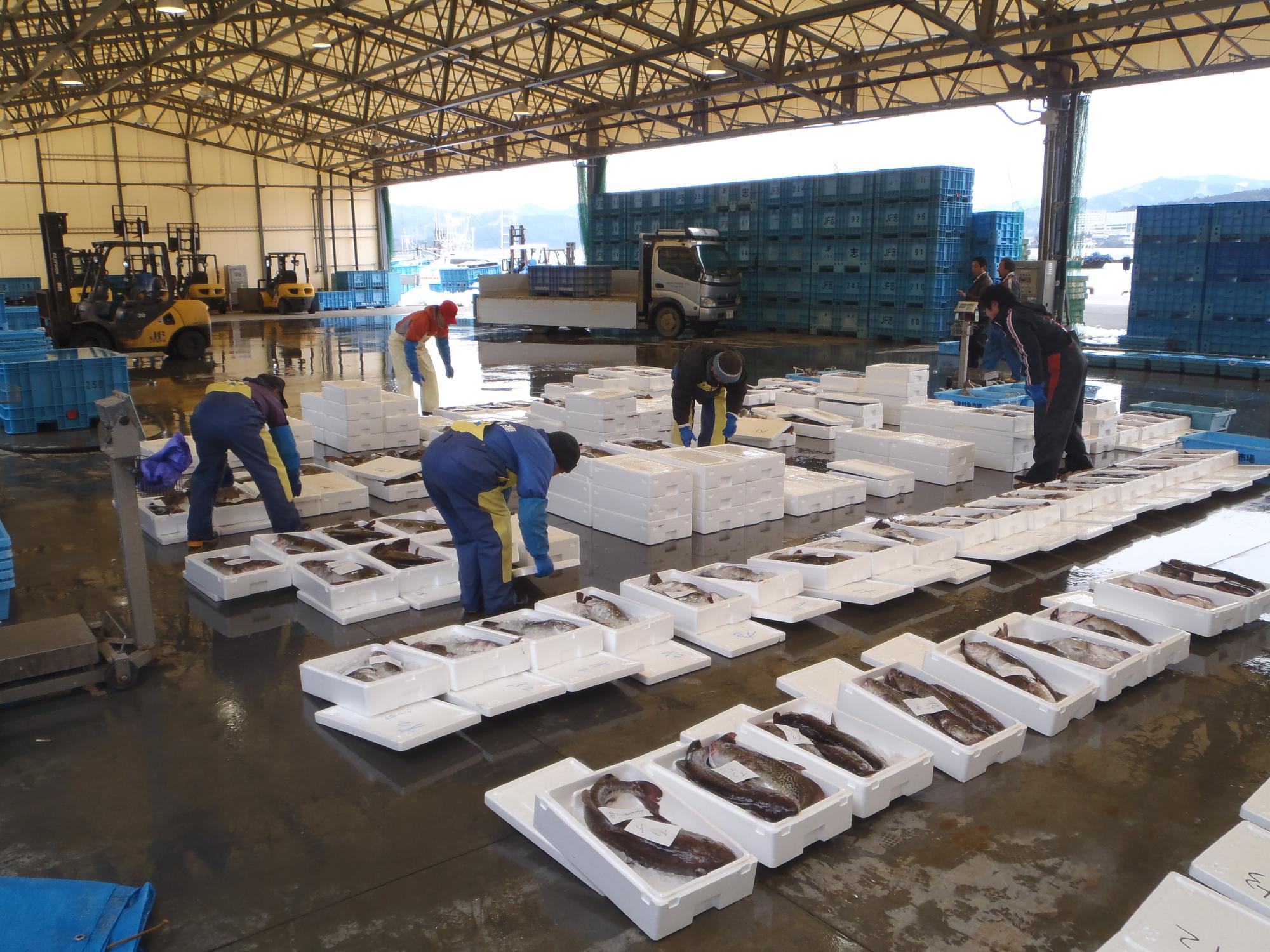 発泡スチロールに入った魚が並べられ、関係者達が作業をしている仮設市場内の写真