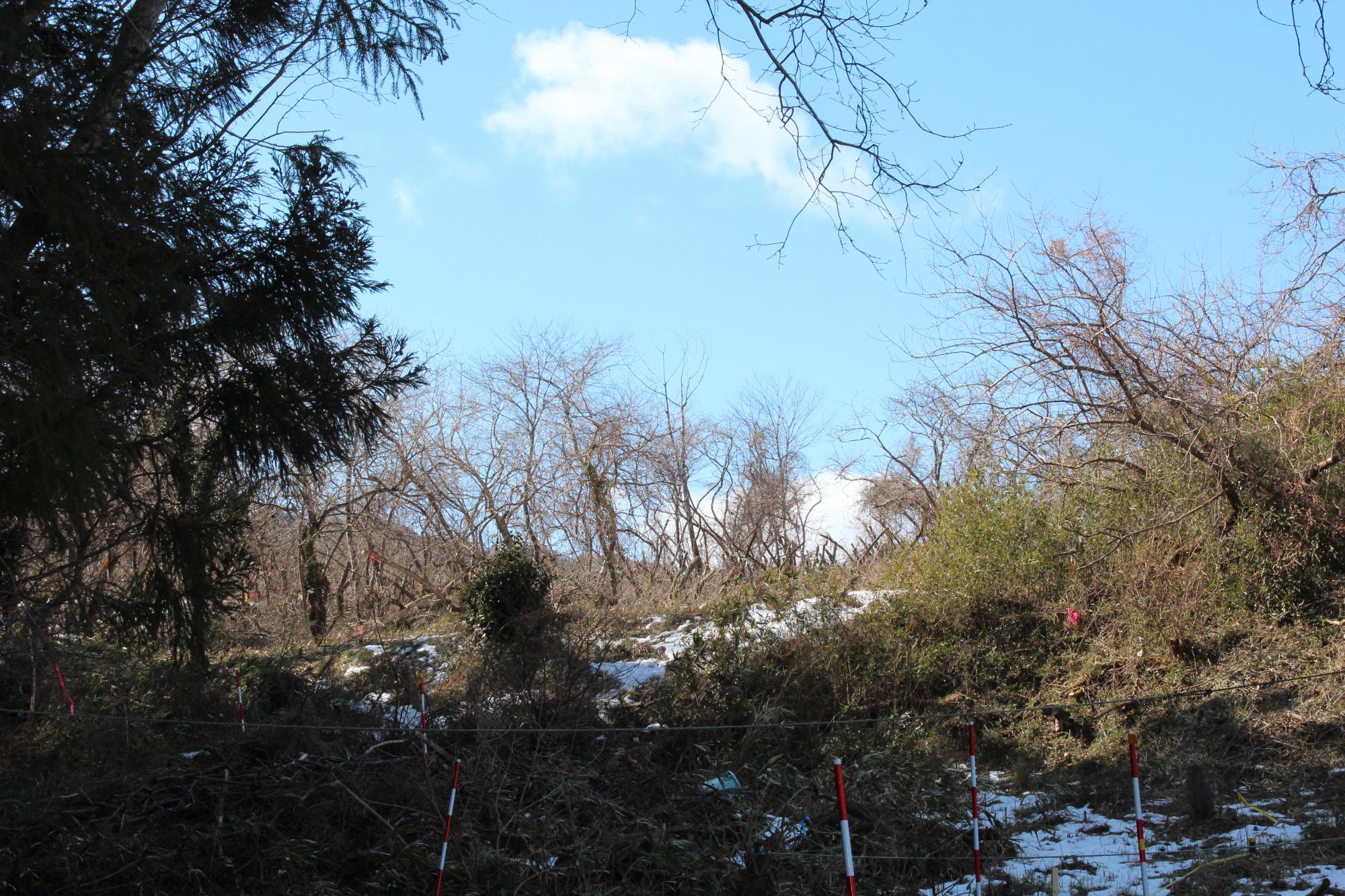 冬枯れの木々が立ち並ぶ傾斜地に所々雪が残り、地面には赤白のポールやロープが張られ、青空の下に寒々とした山林の様子が広がる写真