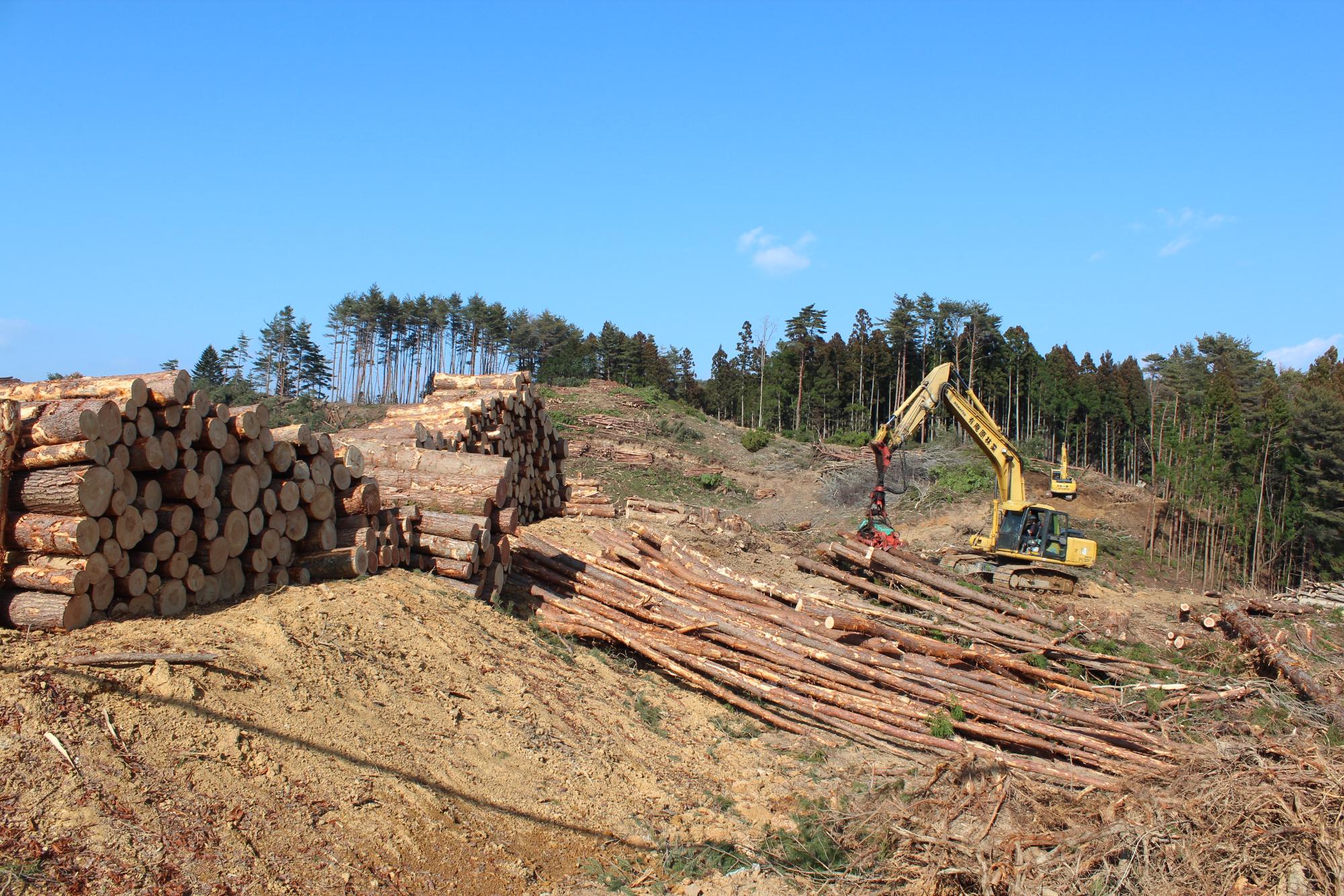 伐採された大量の丸太と林業機械が並ぶ、山林伐採現場の写真