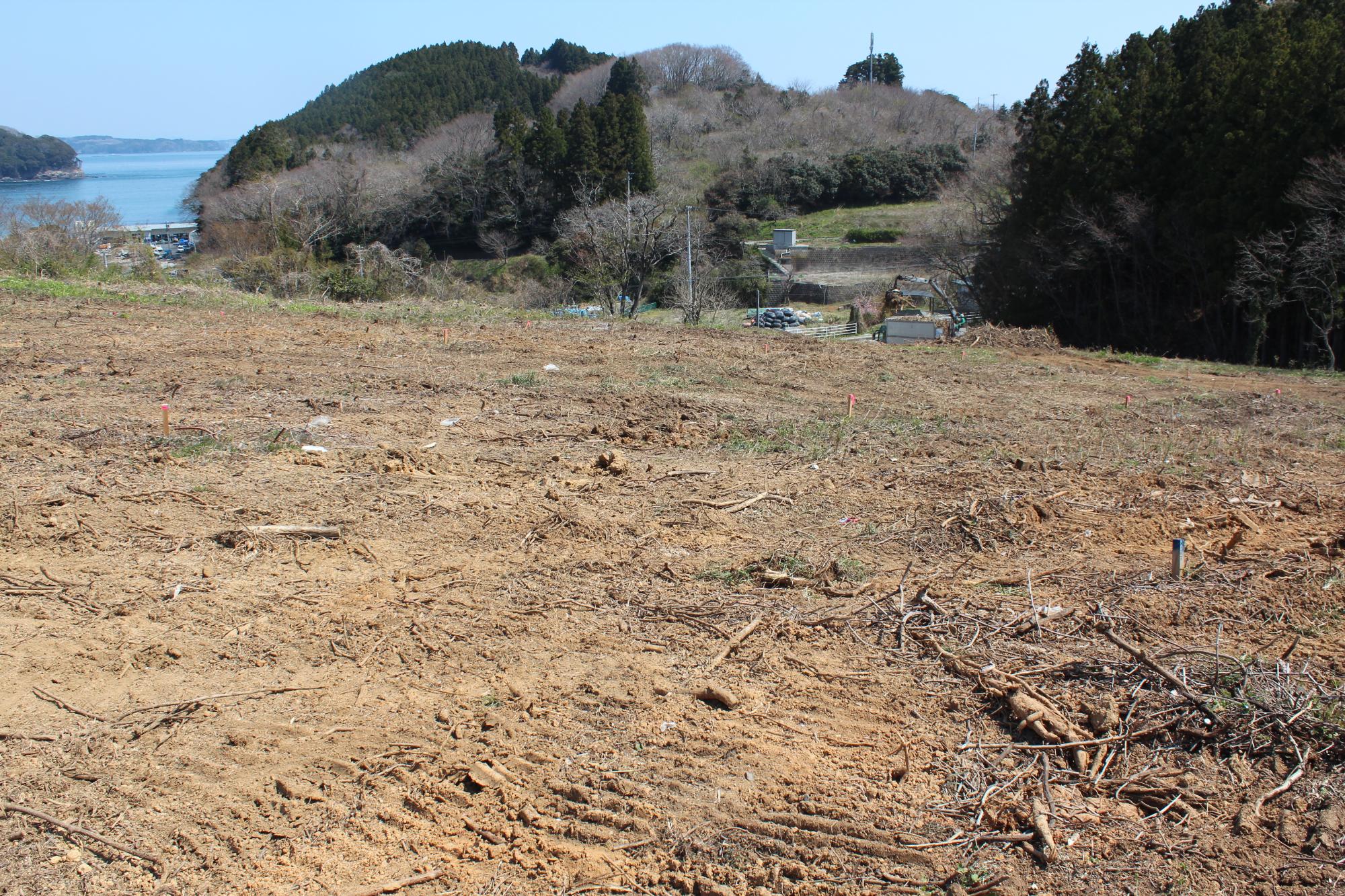 伐採された木の枝や根が散らばる茶色い土の開けた斜面の奥に、葉の落ちた木々と濃い緑の針葉樹の森が広がり、左奥には青い海と小さな港が見える写真