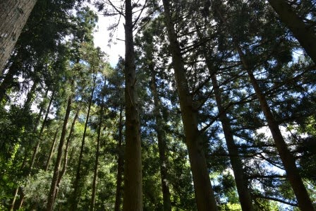 真っすぐに高く伸びる杉のような木々が立ち並び、その隙間から青空が見えている森林の写真