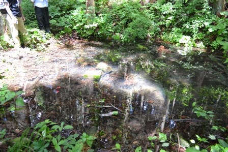 木々に囲まれた林の中に透き通った小さな池があり、水面に周囲の景色が映り込んでいる水辺の写真