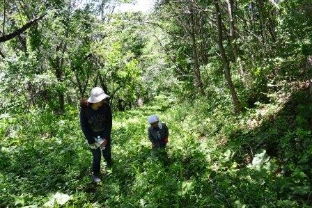 傾斜のある森の中を、帽子をかぶった大人と子どもが下を向いて植物を探しながら歩いている写真