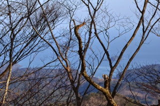 葉の落ちた木々の間から、遠くの山と海が見える静かな風景を高台から撮影した写真