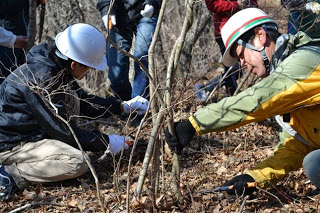 ヘルメットをかぶった二人が地面近くで、小さな木の根元を手のこで切っている写真