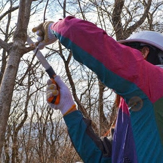 ピンクと青のカラフルなジャンパーを着て白いヘルメットをかぶった人が、ノコギリで木の枝を切っている写真