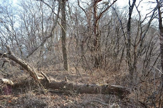 冬枯れの森の中に太い倒木が横たわり、周囲に細い木々が密集している写真