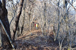 葉の落ちた木々の間にできた道を、数人のグループが縦一列で奥へと歩いている写真