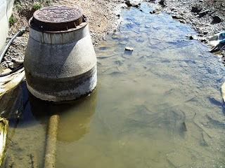 水がたまった場所に、たくさんの小さな魚が泳いでいる写真